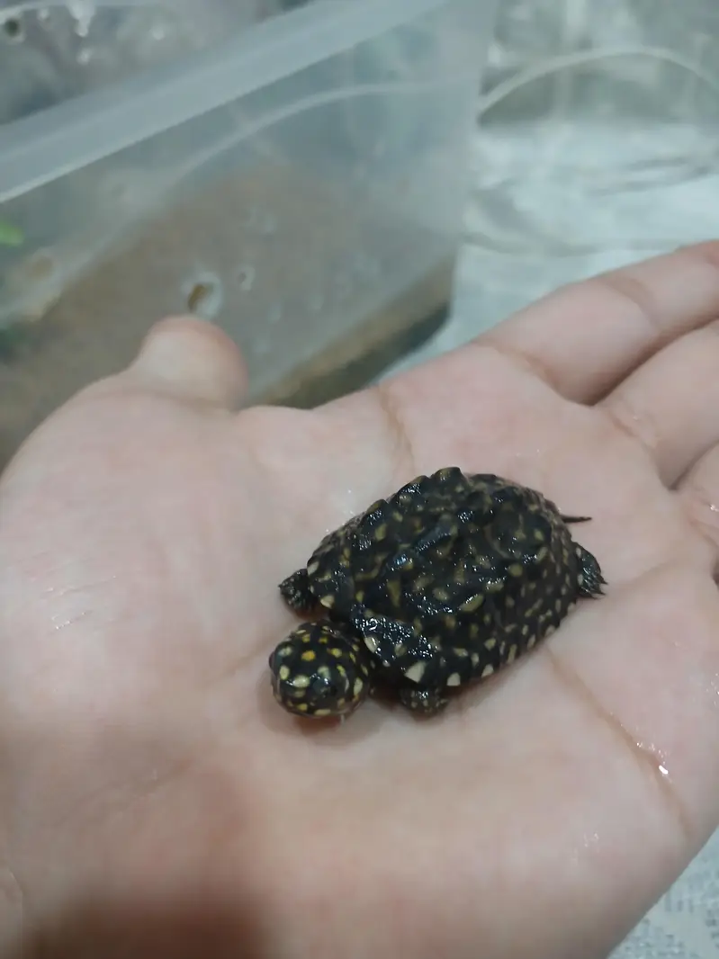 coin size indian spotted turtle 03024329933 — photo 12