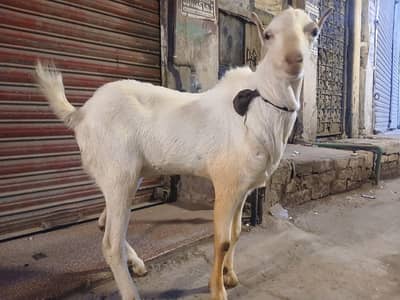 Gulabi teda bredar male 2 dant