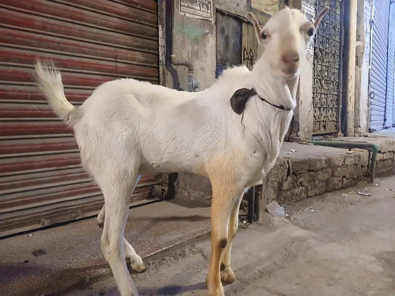 Gulabi teda bredar male 2 dant