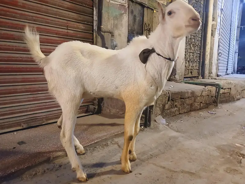 Gulabi teda bredar male 2 dant — photo 2