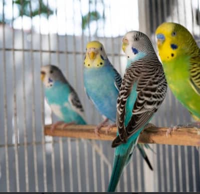 parrots pairs