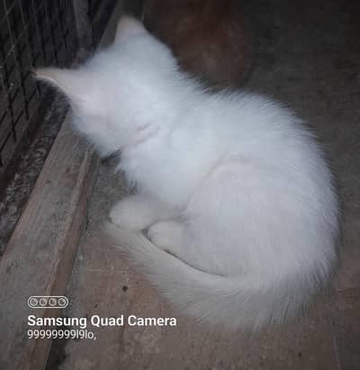 Persian female chick white