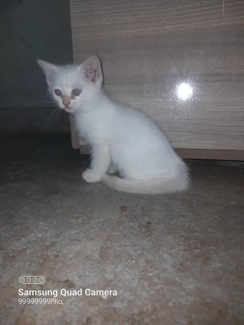 Persian female chick white — photo 2