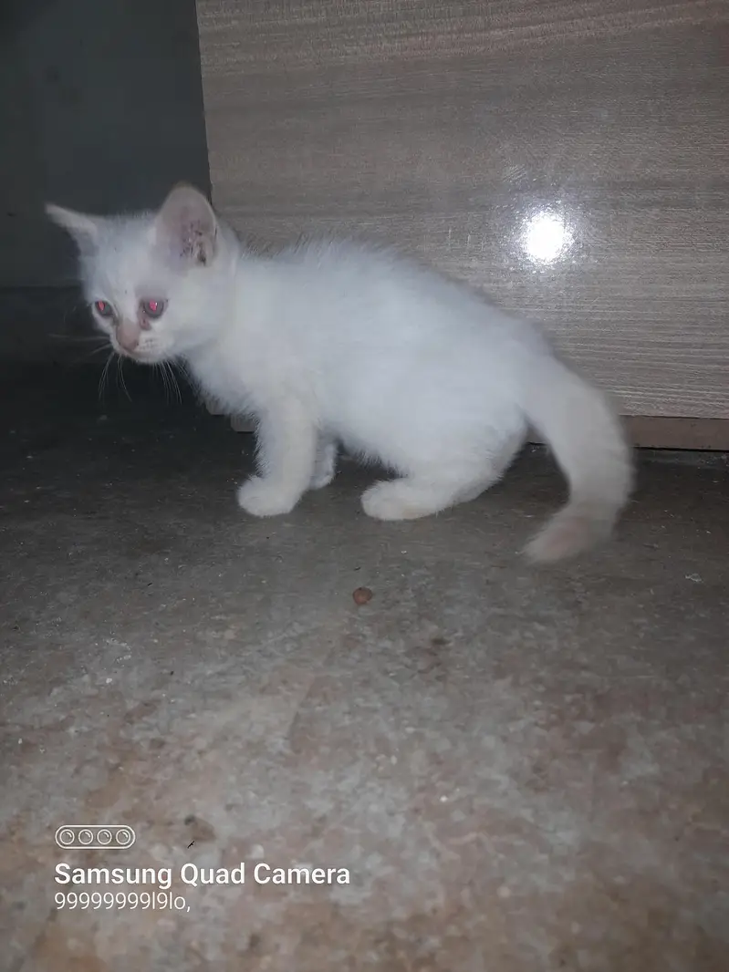 Persian female chick white — photo 3