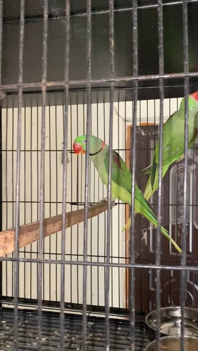 Raw breeder pair for sale