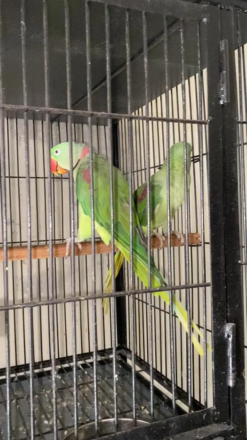 Raw breeder pair for sale — photo 6