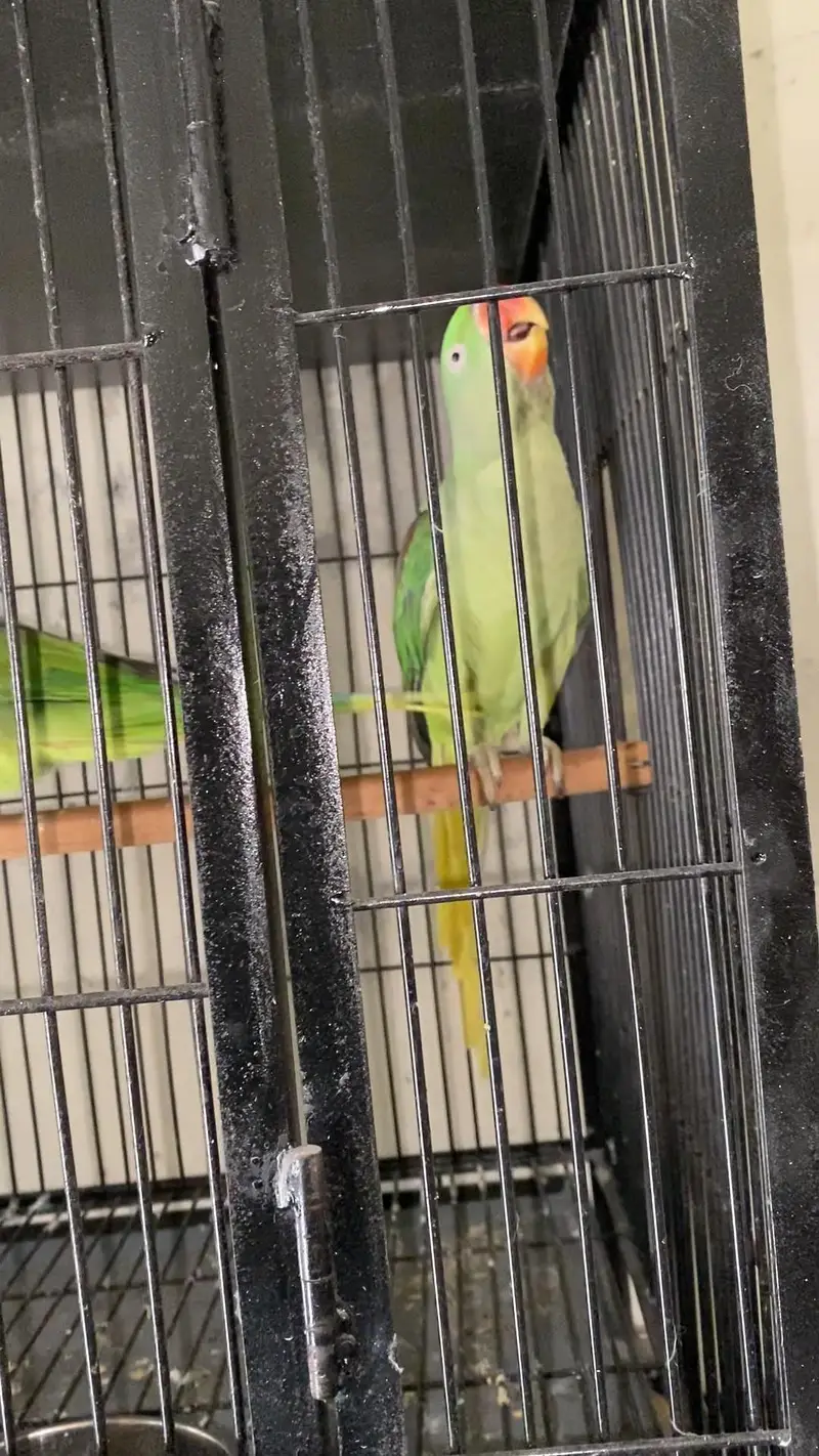 Raw breeder pair for sale — photo 7