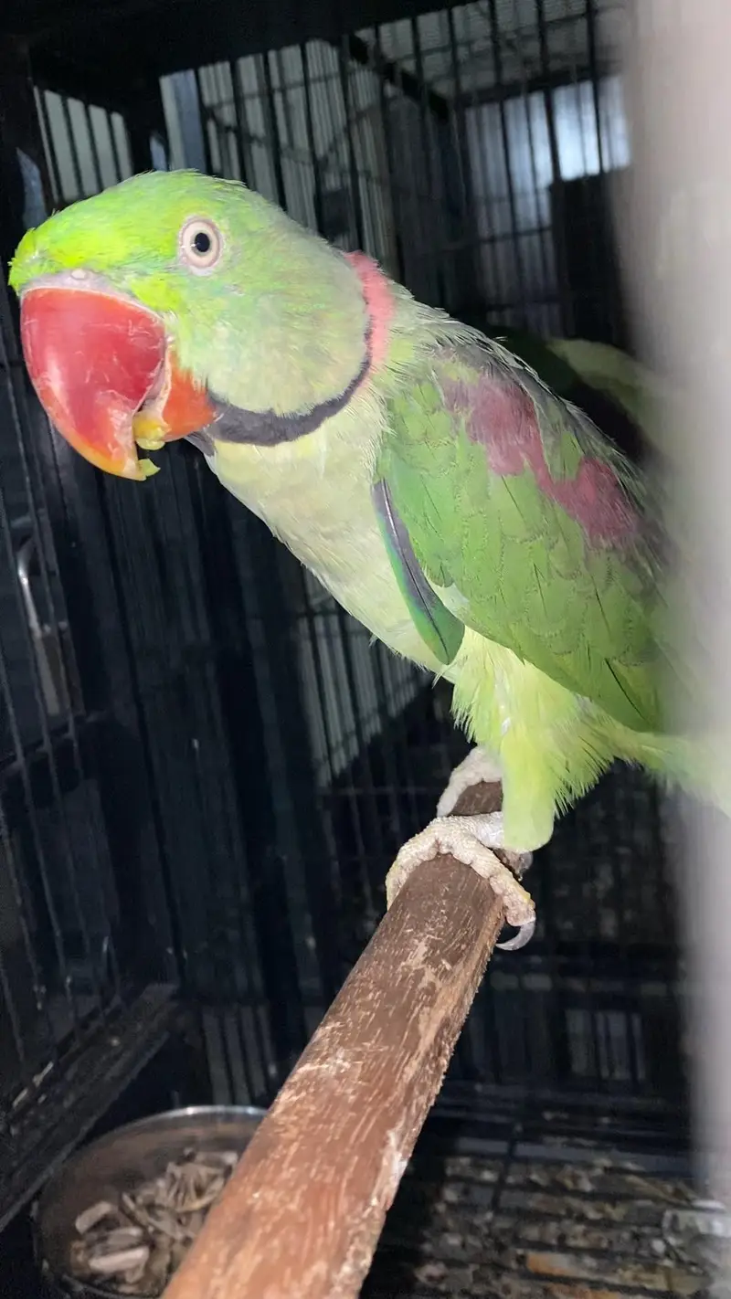 Raw breeder pair for sale — photo 8