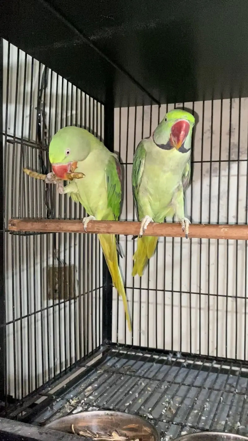 Raw breeder pair for sale — photo 9