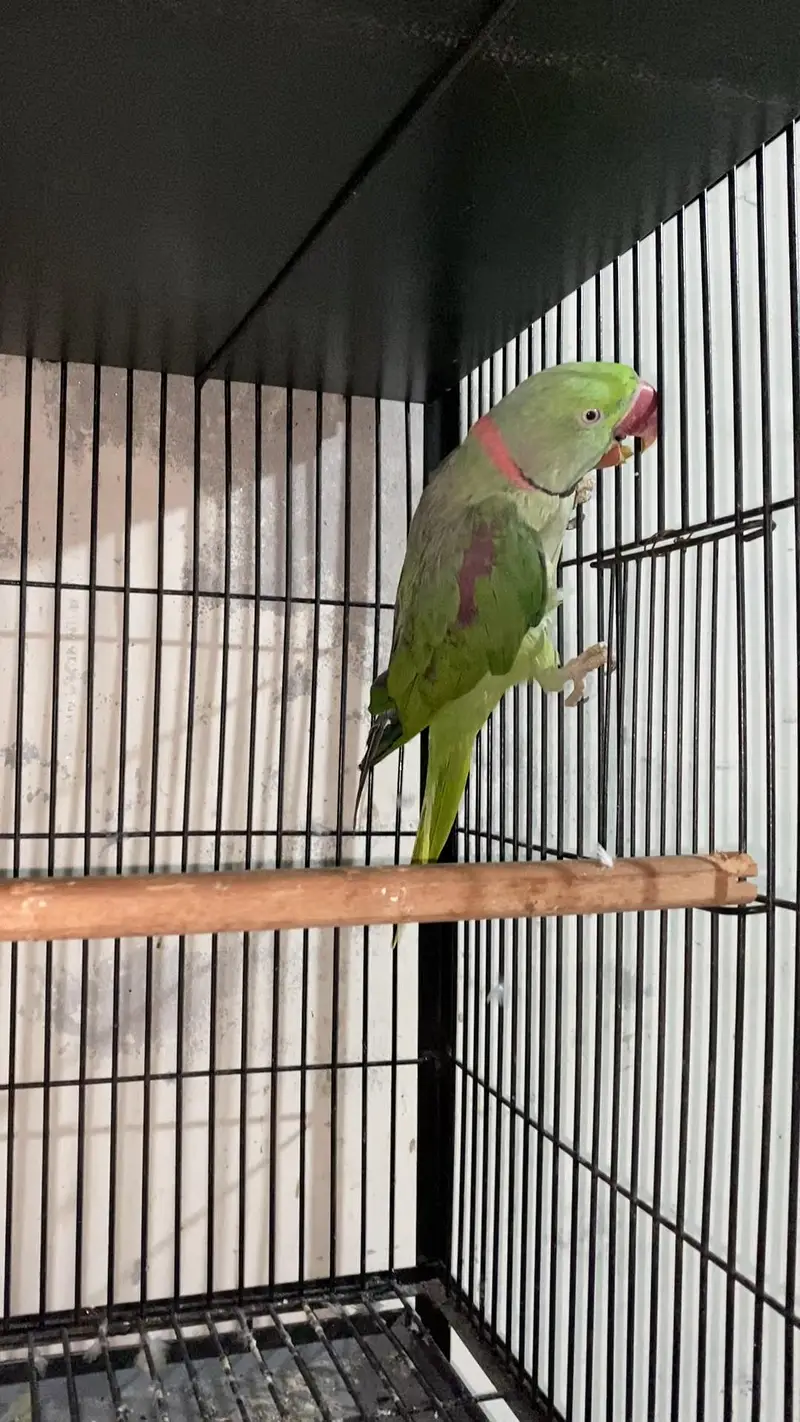 Raw breeder pair for sale — photo 10