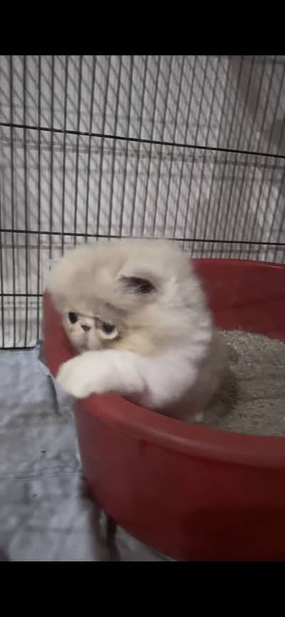 Pikki kittens cat parents Cfa blood line father Russia import