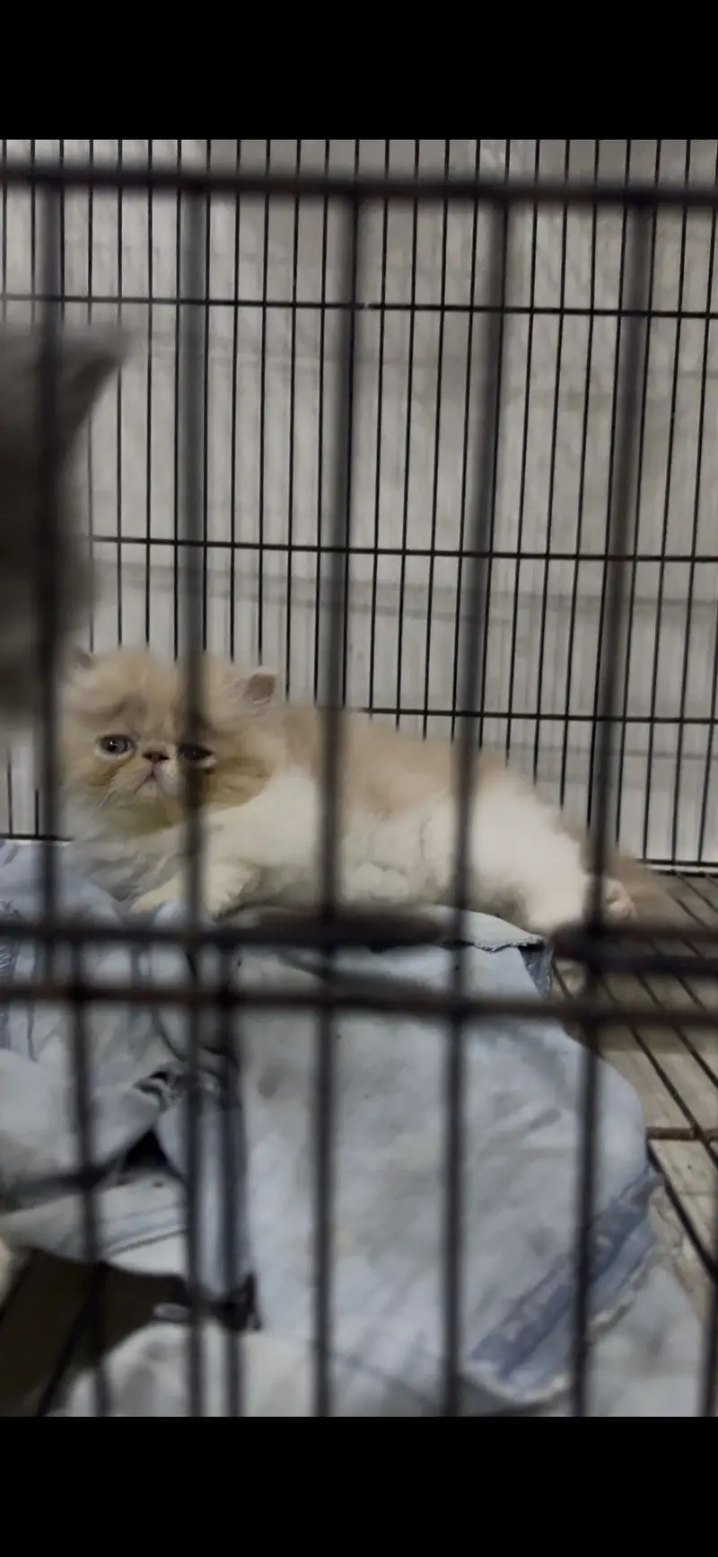 Pikki kittens cat parents Cfa blood line father Russia import — photo 3
