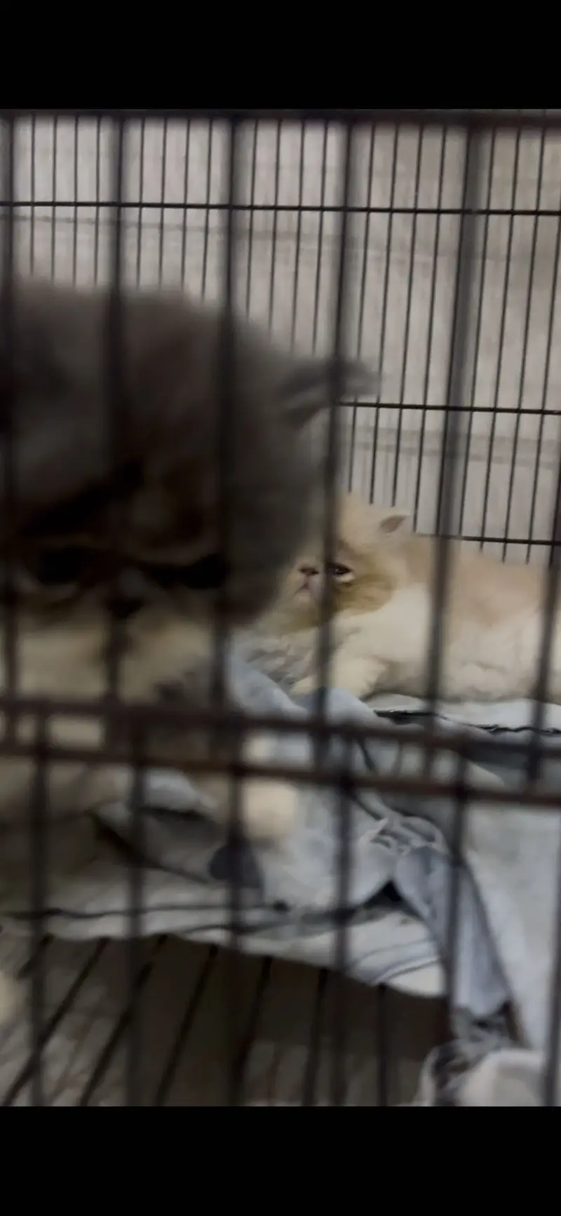 Pikki kittens cat parents Cfa blood line father Russia import — photo 4
