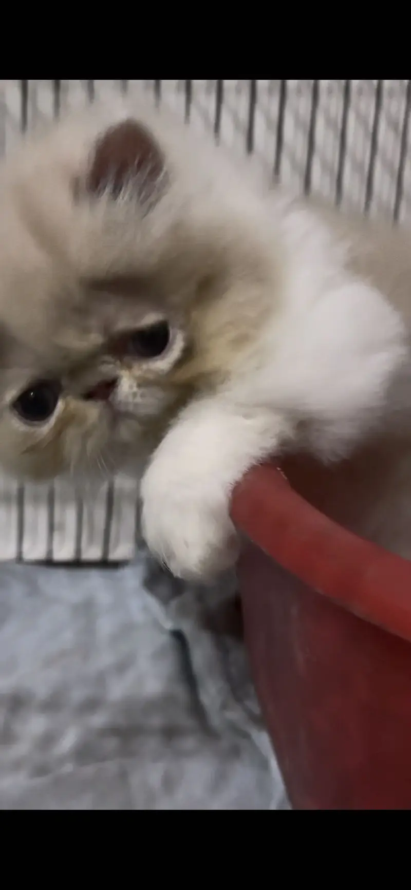 Pikki kittens cat parents Cfa blood line father Russia import — photo 5