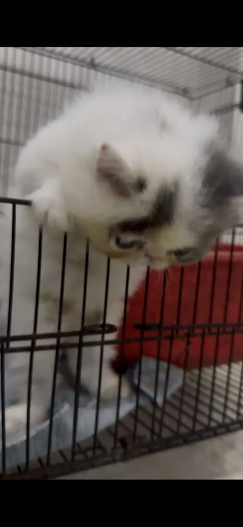 Pikki kittens cat parents Cfa blood line father Russia import — photo 6