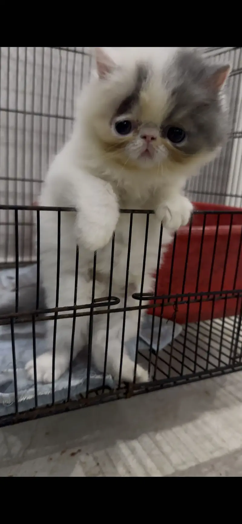 Pikki kittens cat parents Cfa blood line father Russia import — photo 8