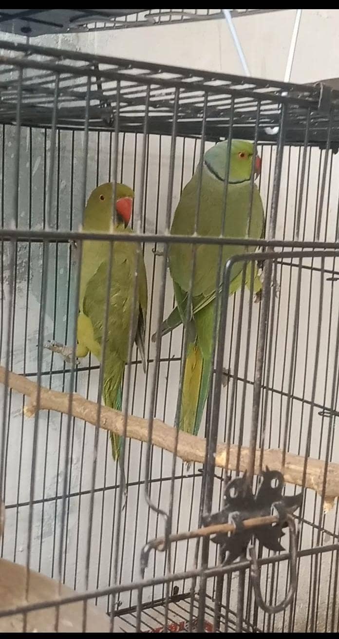 Ringneck 0