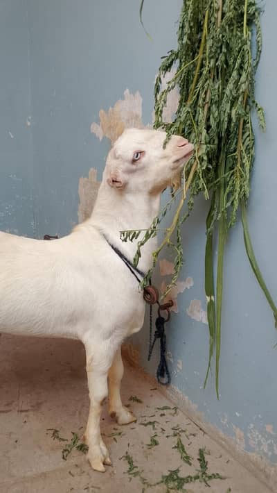 Pure gulabi tedda bakra