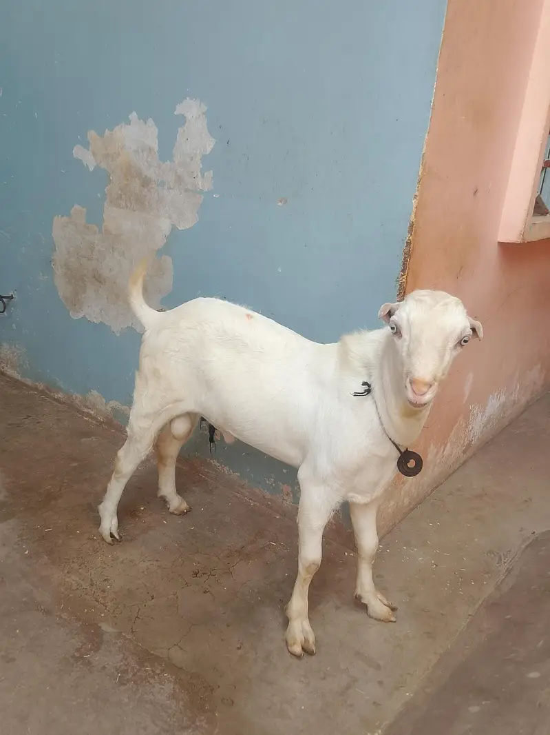 Pure gulabi tedda bakra — photo 2