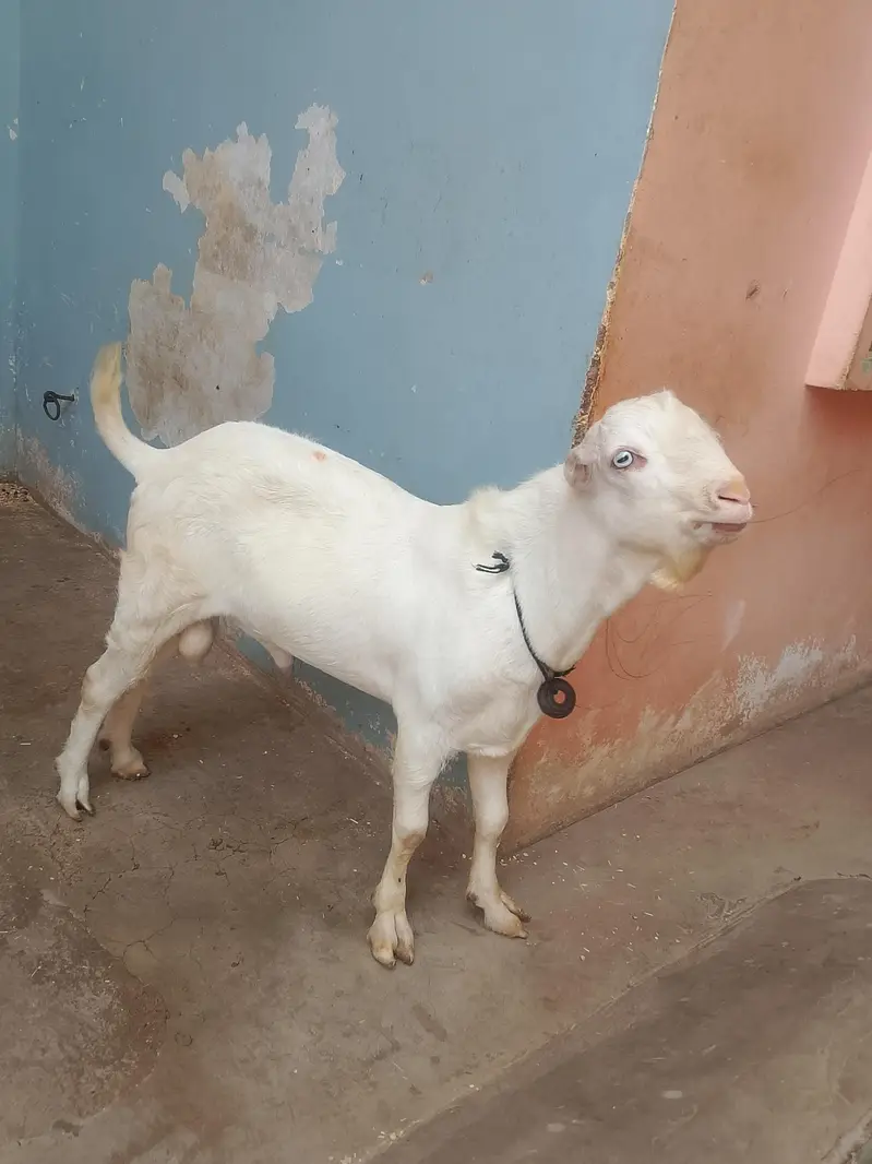 Pure gulabi tedda bakra — photo 3