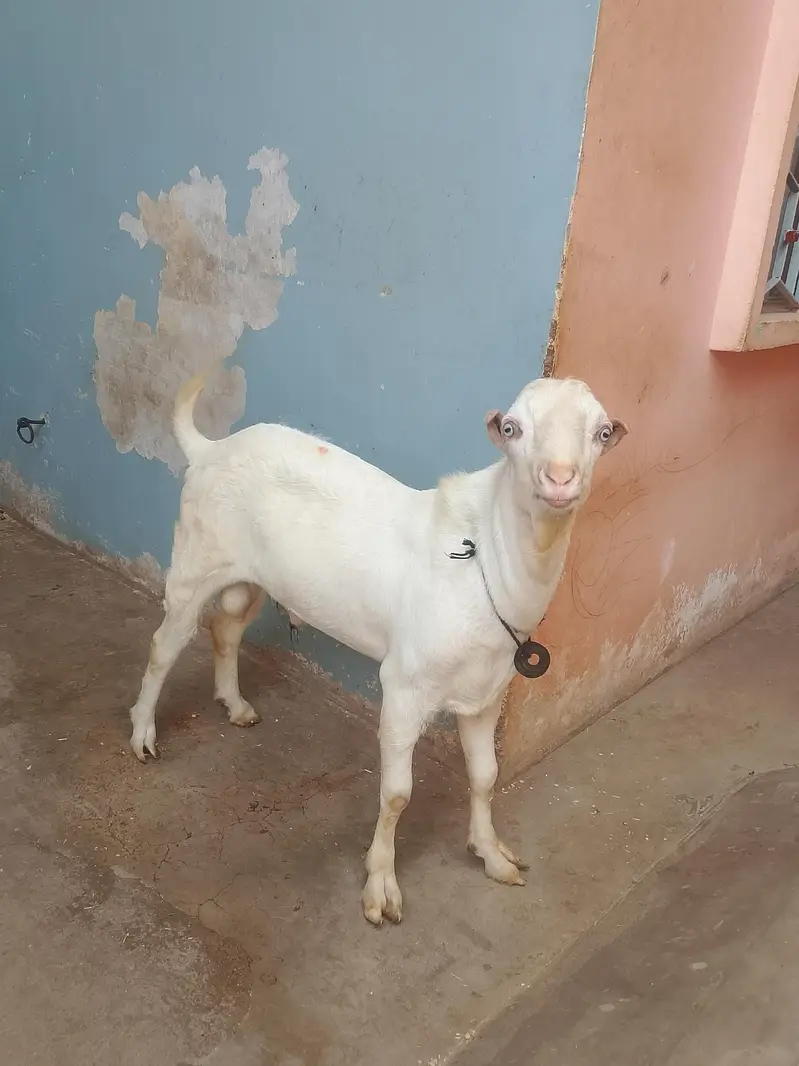 Pure gulabi tedda bakra — photo 4