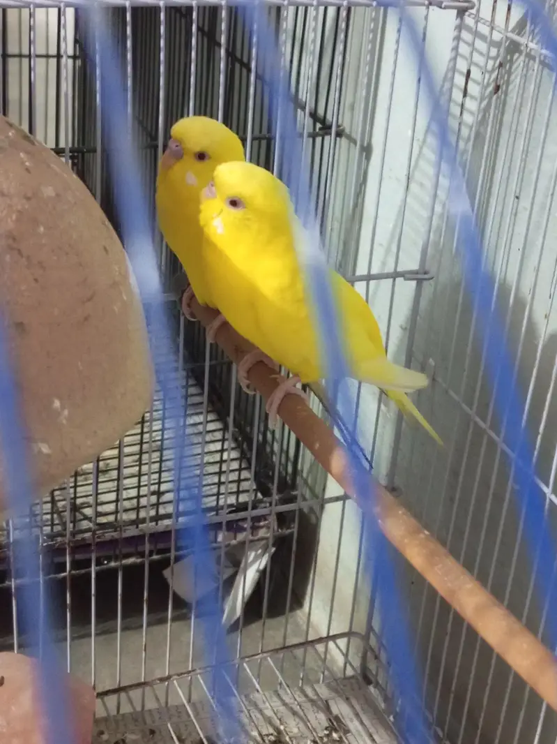 Australian Parrot