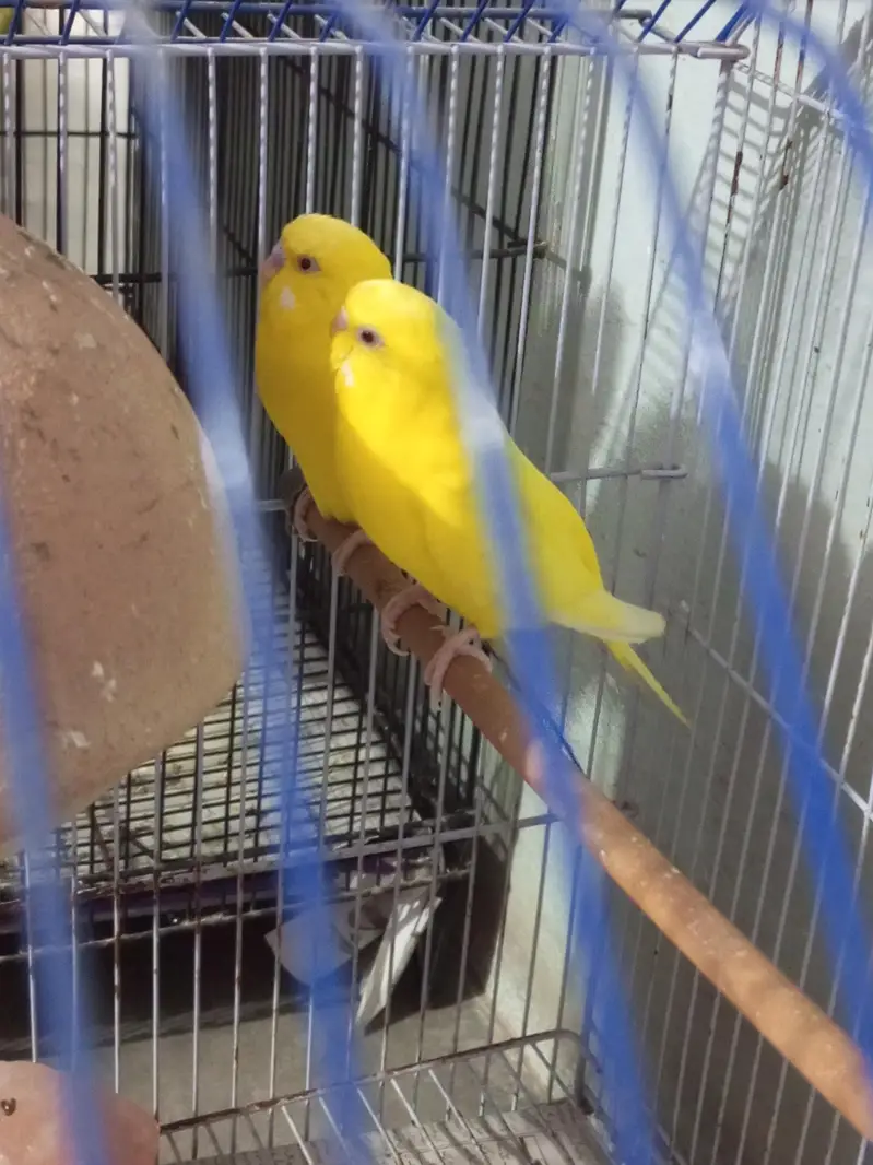 Australian Parrot — photo 2