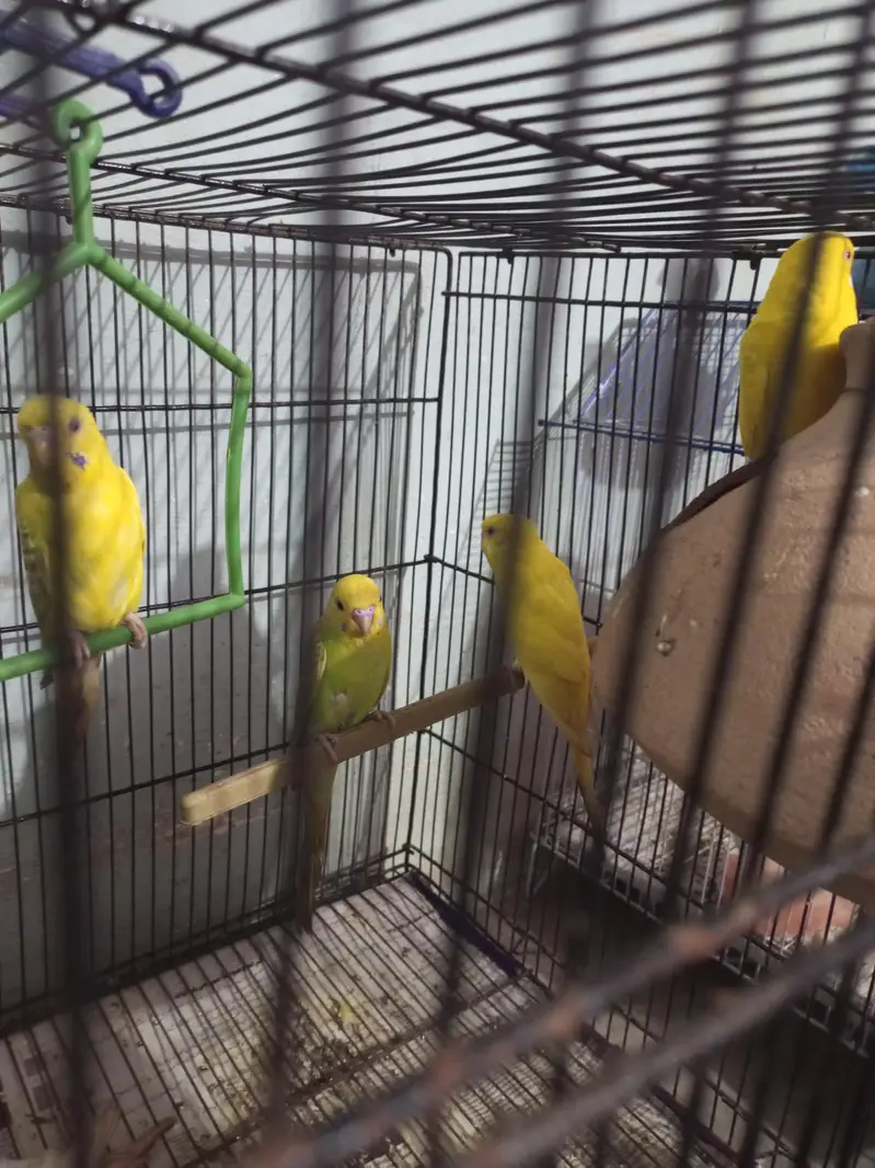 Australian Parrot — photo 3