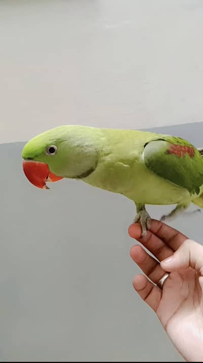 hand tame raw male