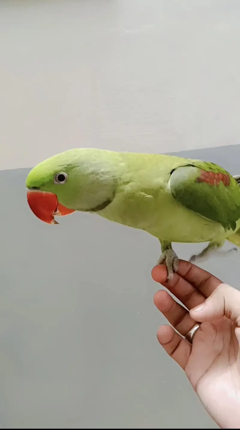 hand tame raw male