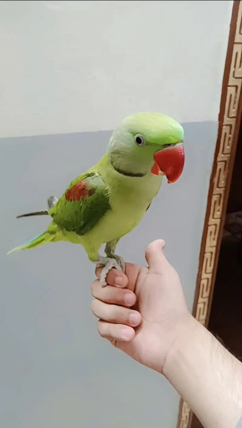 hand tame raw male — photo 2