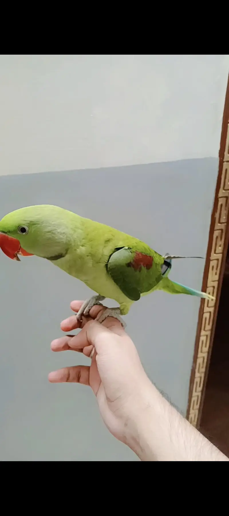 hand tame raw male — photo 3