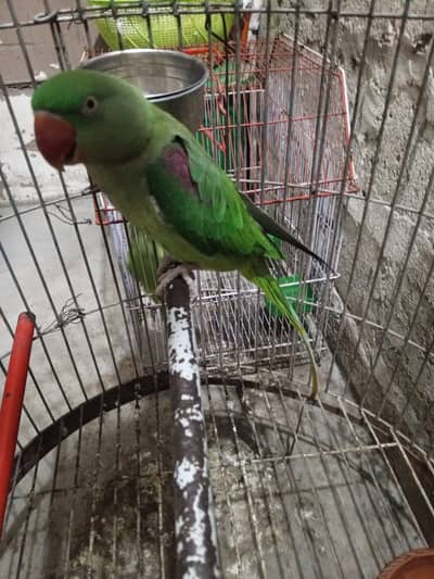 For sale greeen parrot pair