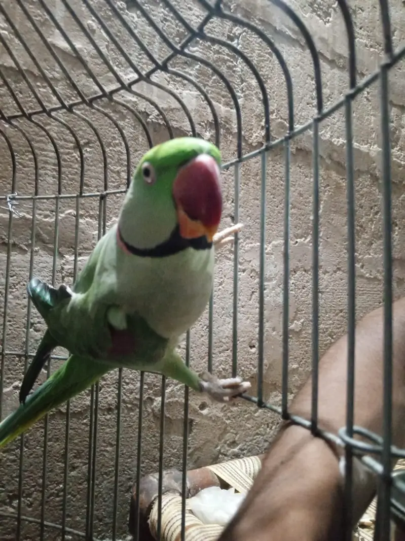For sale greeen parrot pair — photo 2