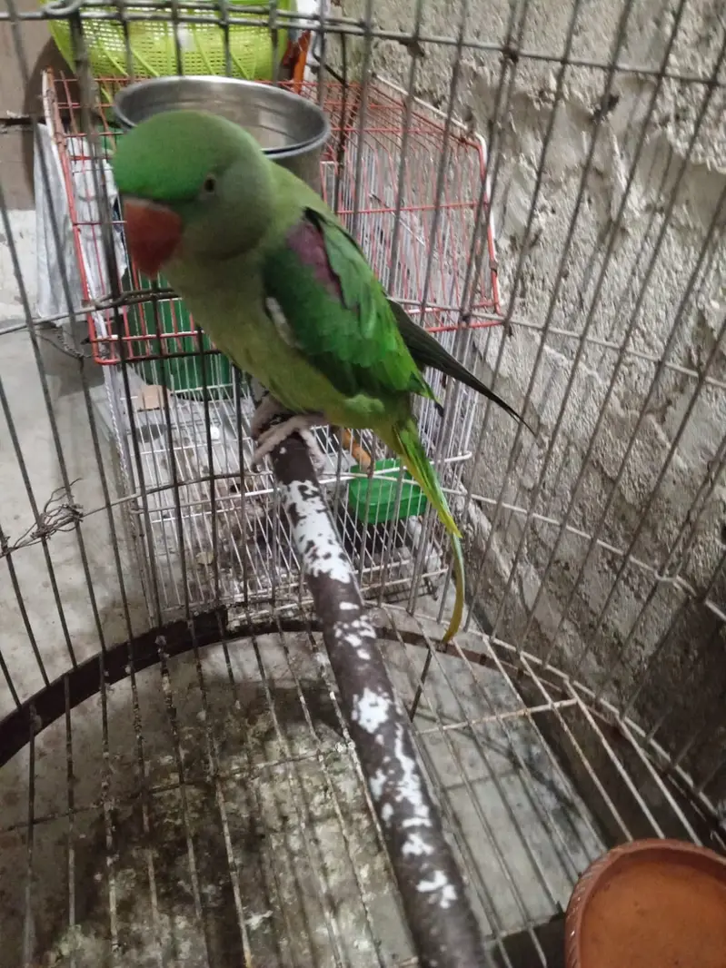 For sale greeen parrot pair — photo 3