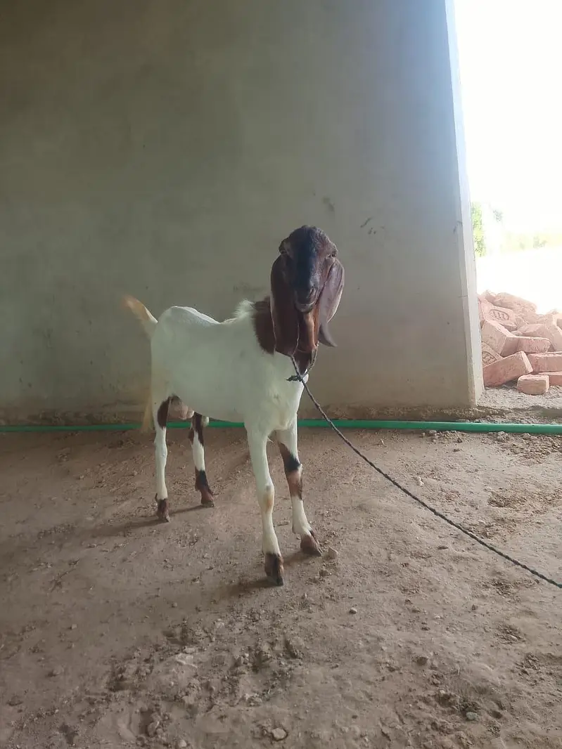 goats on live weight