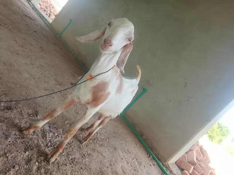 goats on live weight — photo 2
