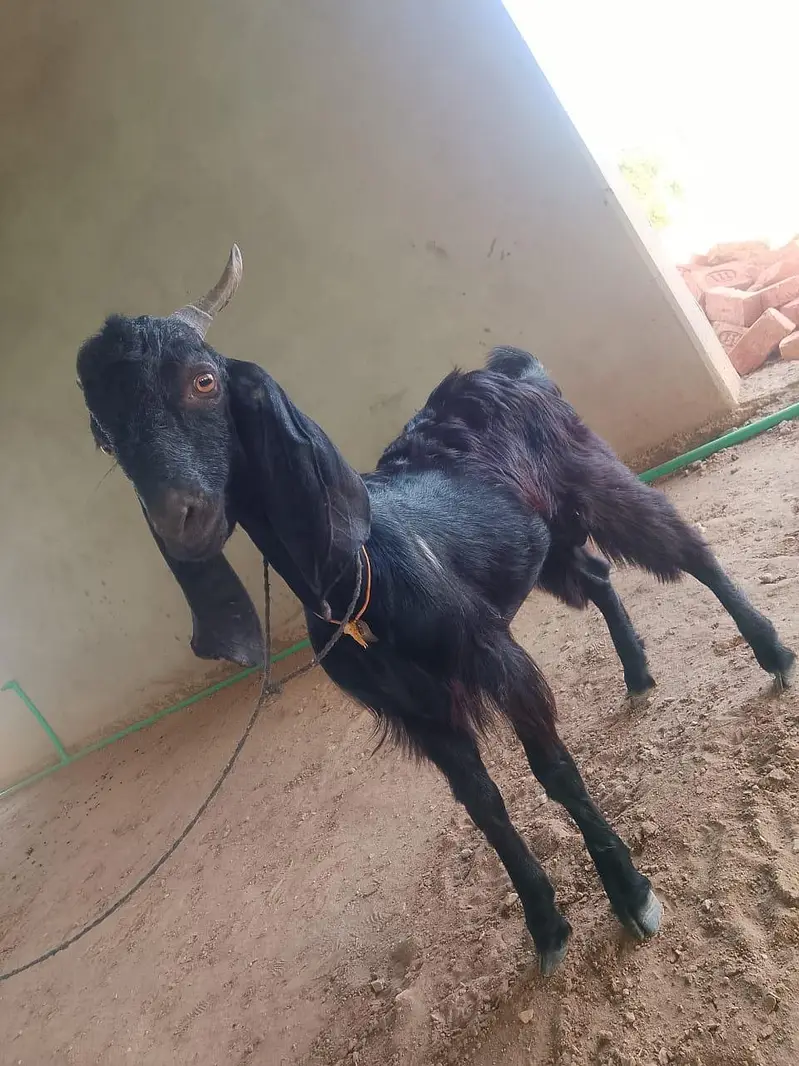 goats on live weight — photo 3