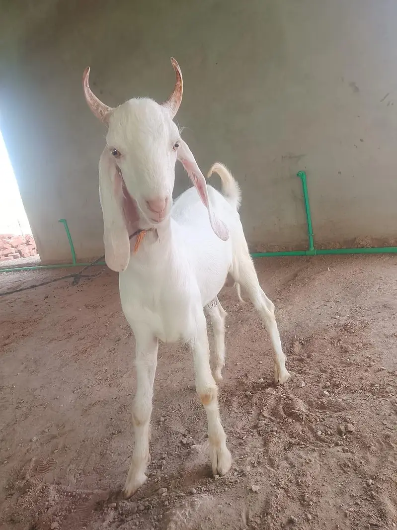 goats on live weight — photo 4
