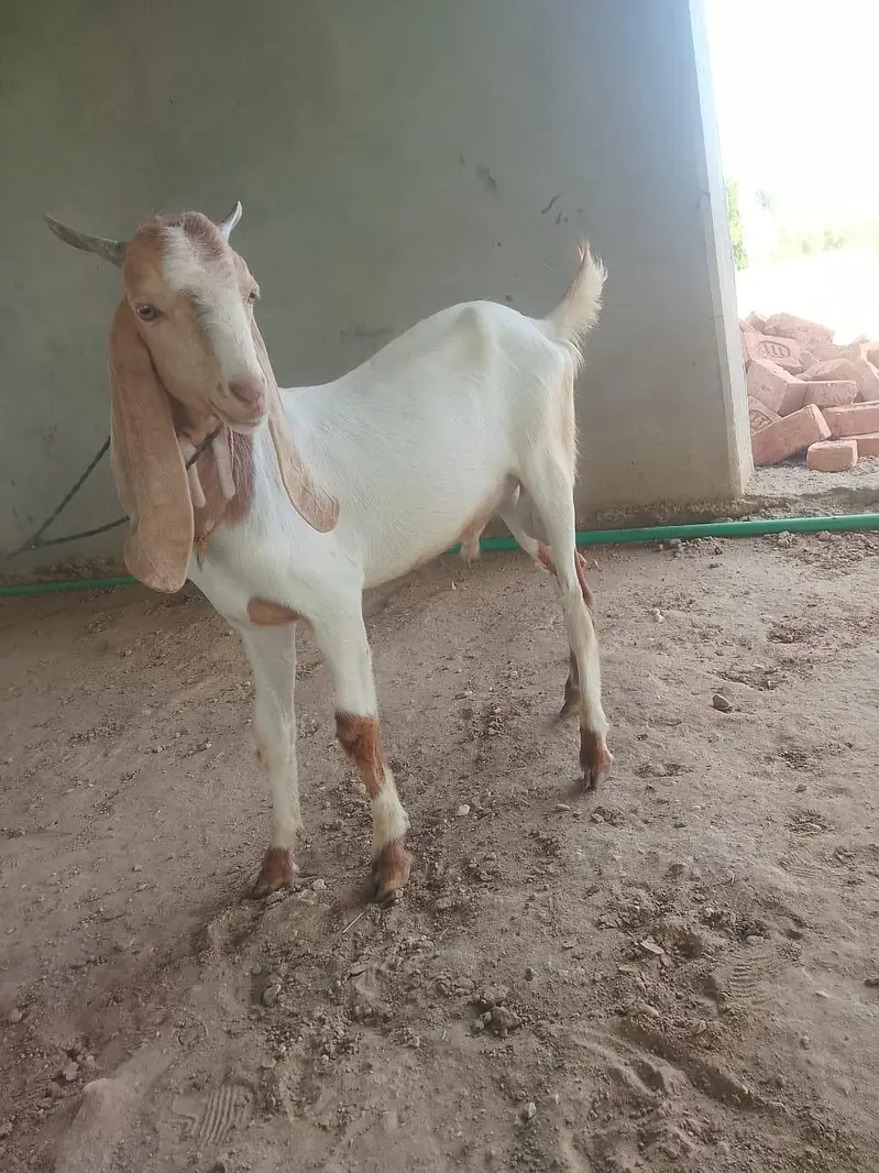 goats on live weight — photo 7