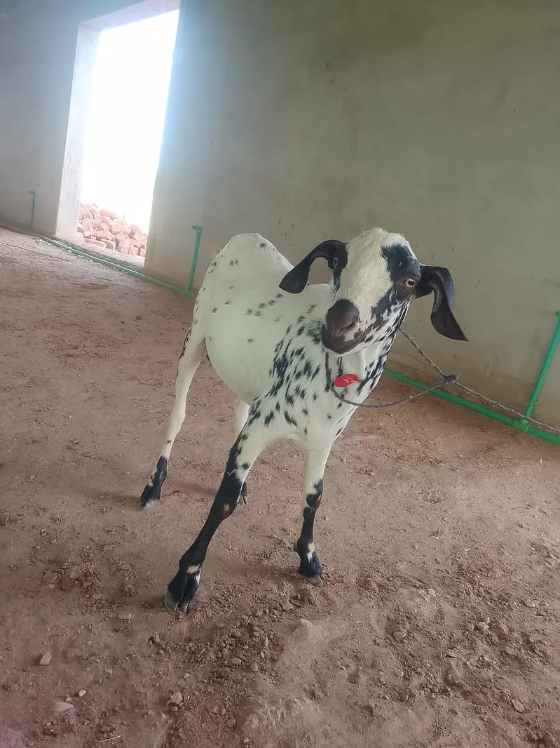goats on live weight — photo 8
