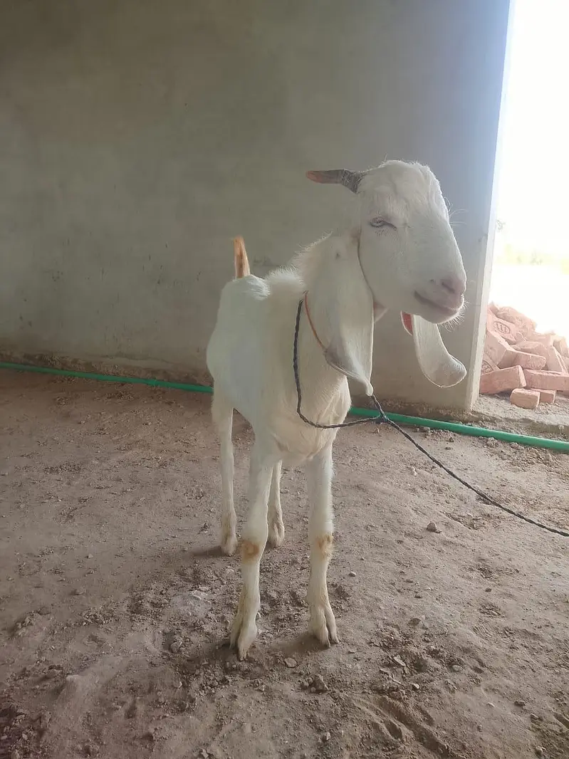 goats on live weight — photo 9