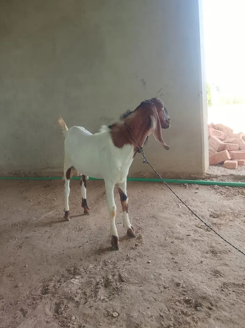 goats on live weight — photo 10
