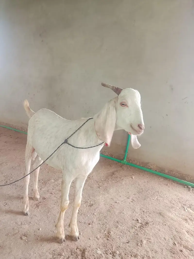 goats on live weight — photo 11