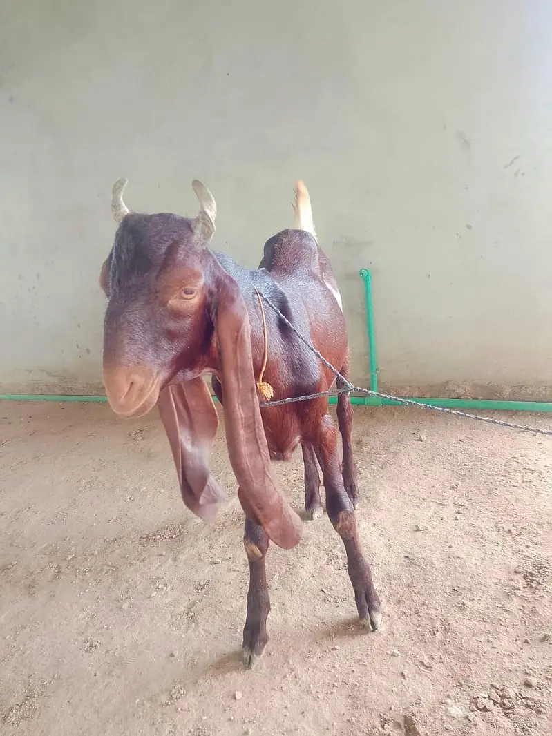 goats on live weight — photo 12