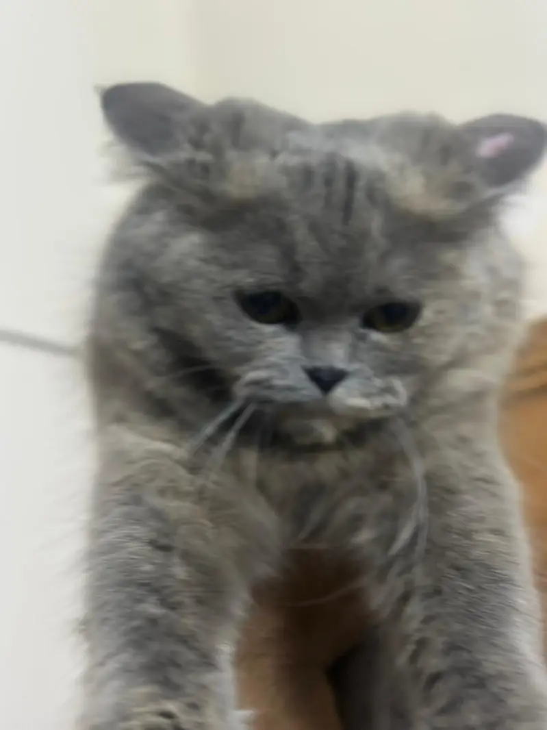 two Persian double coated