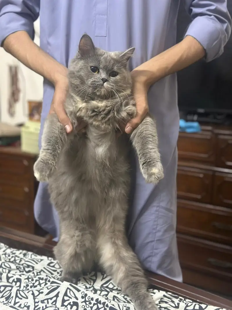 two Persian double coated — photo 2