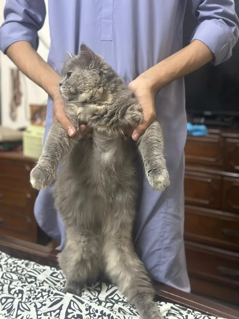 two Persian double coated — photo 3