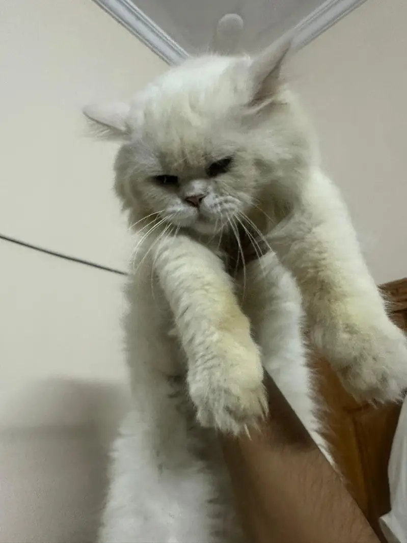 two Persian double coated — photo 4