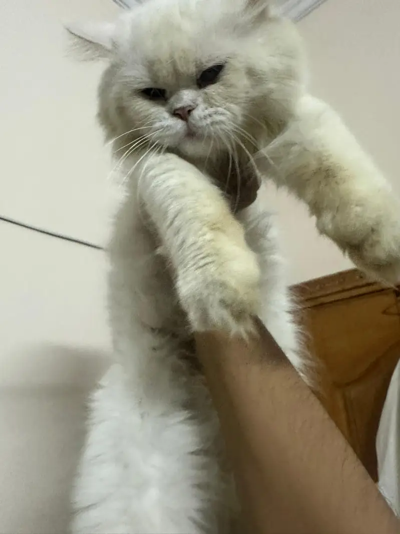 two Persian double coated — photo 5